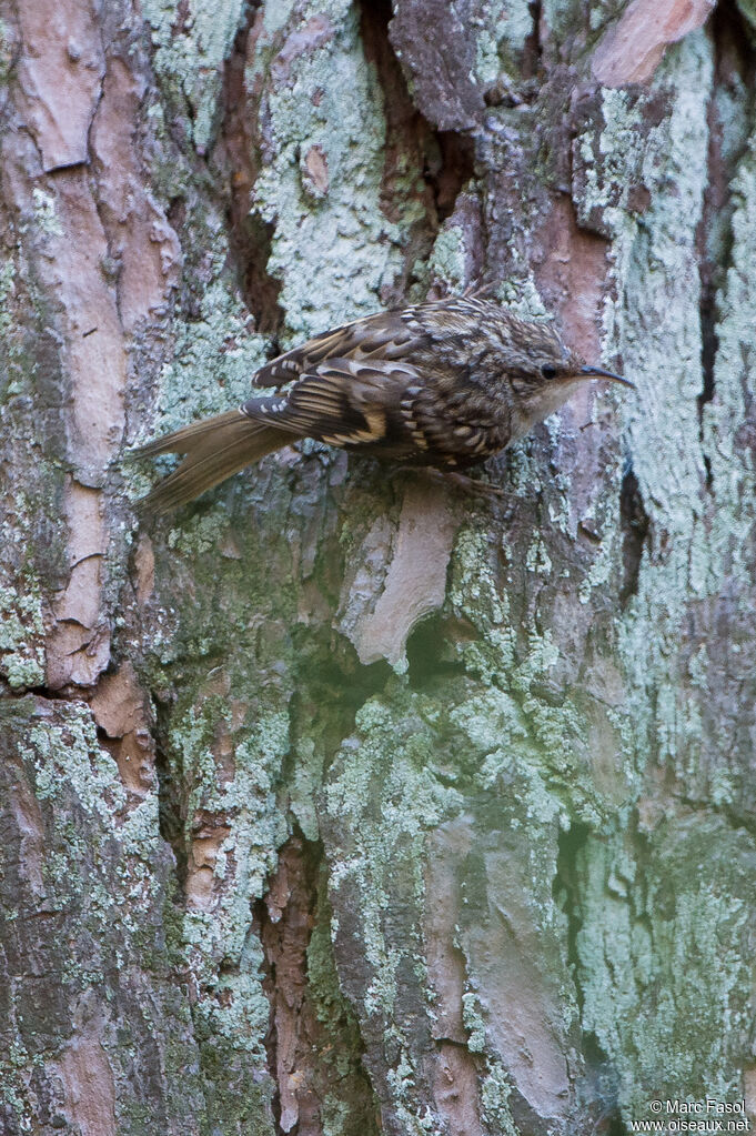 Grimpereau des jardinsadulte, identification