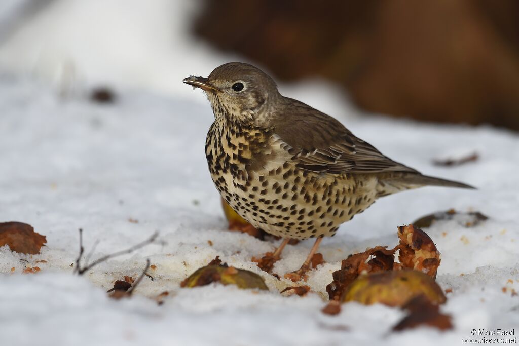 Grive draineadulte internuptial, identification, régime