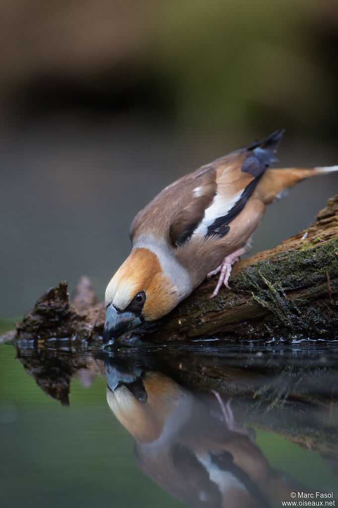 Grosbec casse-noyaux mâle adulte, identification, boit