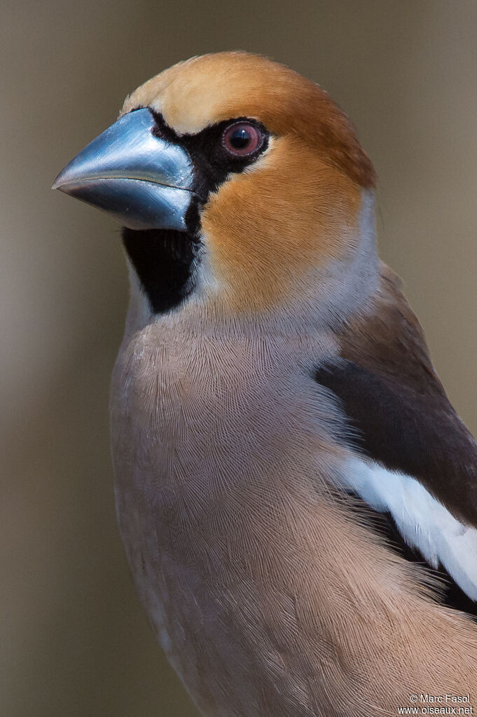 Grosbec casse-noyaux mâle adulte nuptial, portrait