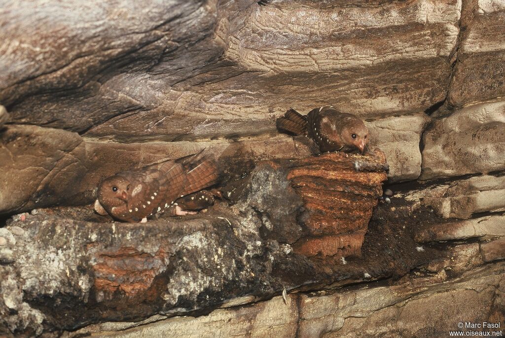 Guacharo des cavernesimmature, identification, Nidification