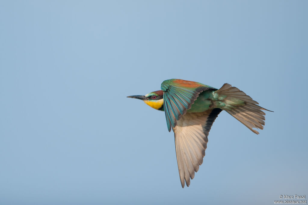 Guêpier d'Europe mâle adulte nuptial, Vol
