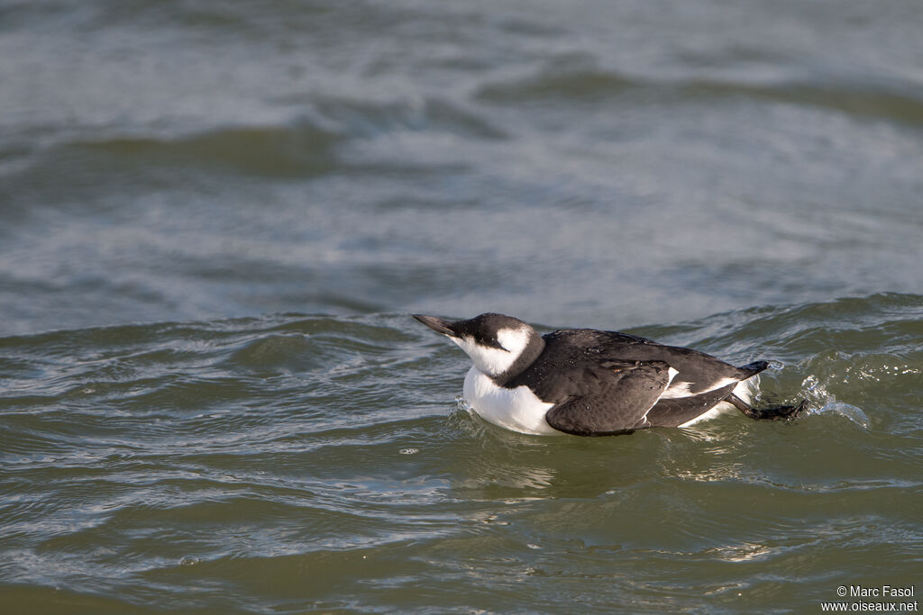 Common Murreadult post breeding, identification, swimming