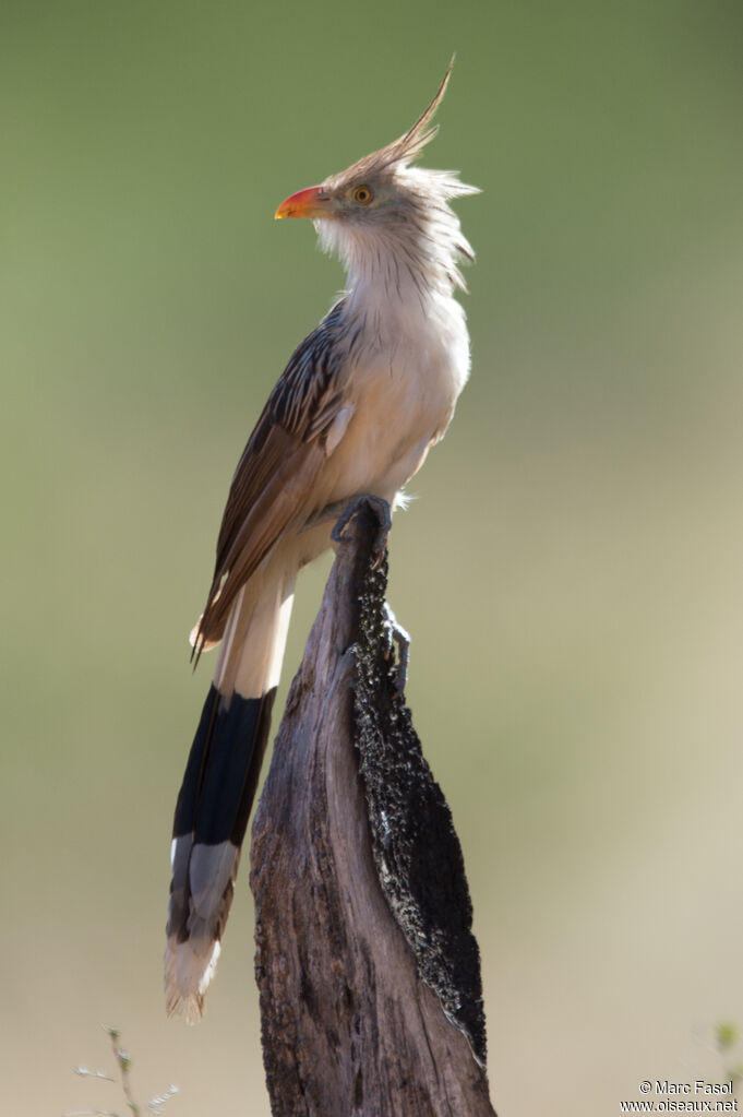 Guira cantaraadulte nuptial, identification