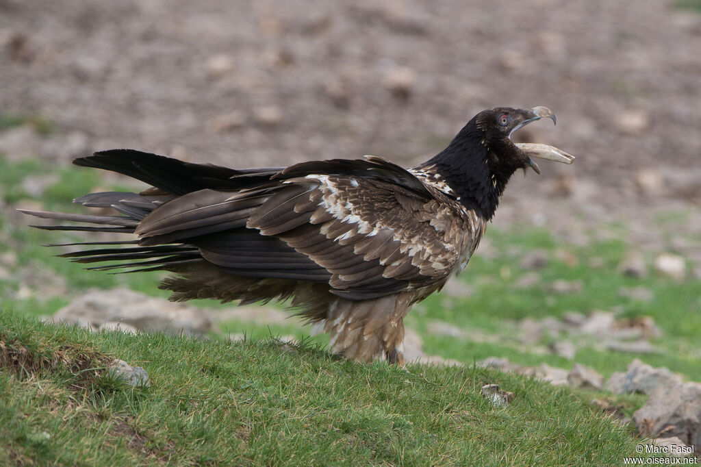 Bearded VultureSecond year, feeding habits, eats