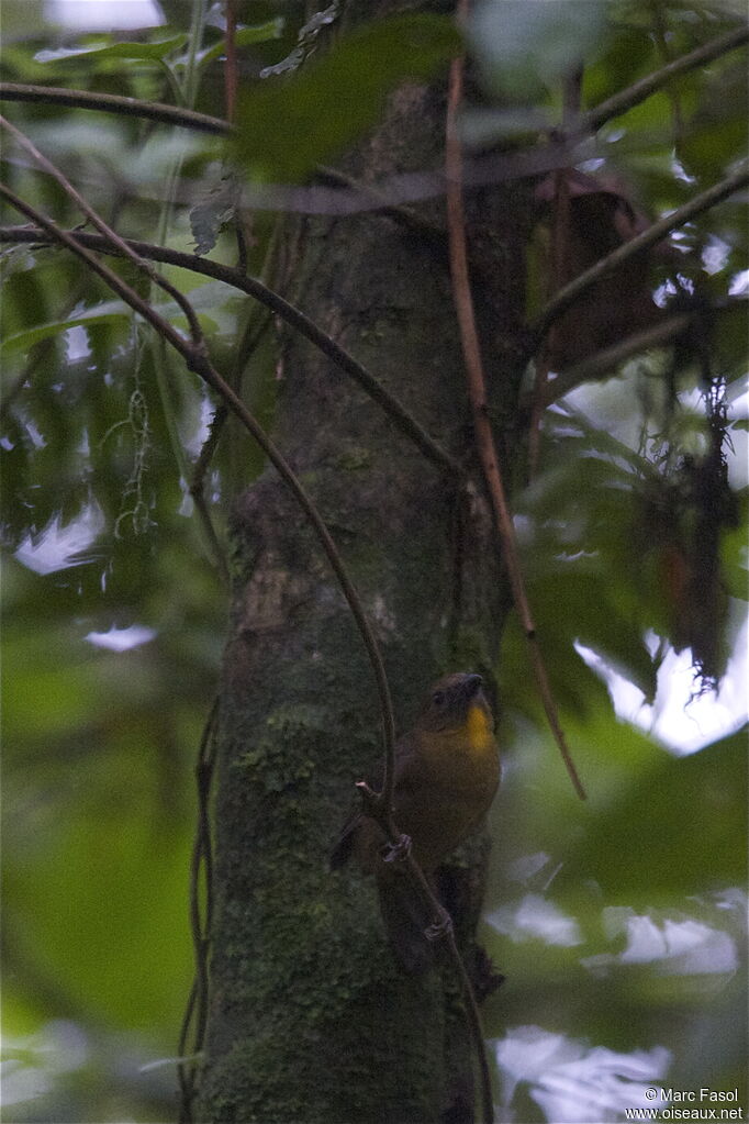 Red-throated Ant Tanager