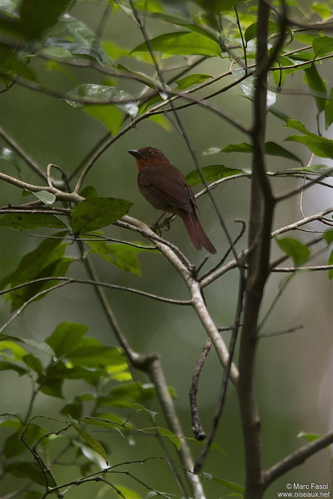 Red-throated Ant Tanager