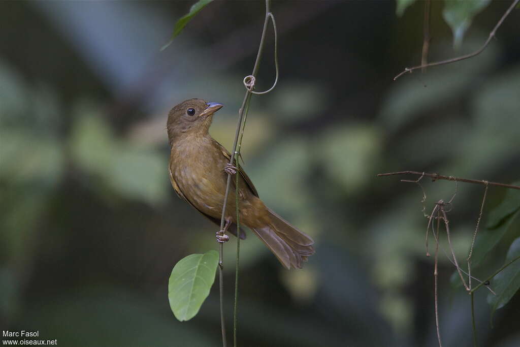 Red-throated Ant Tanager
