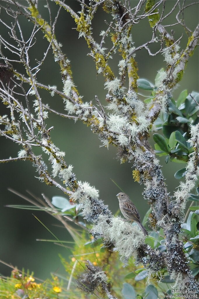 Plumbeous Sierra Finch