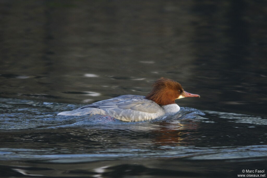 Common Merganser female adult post breeding, identification