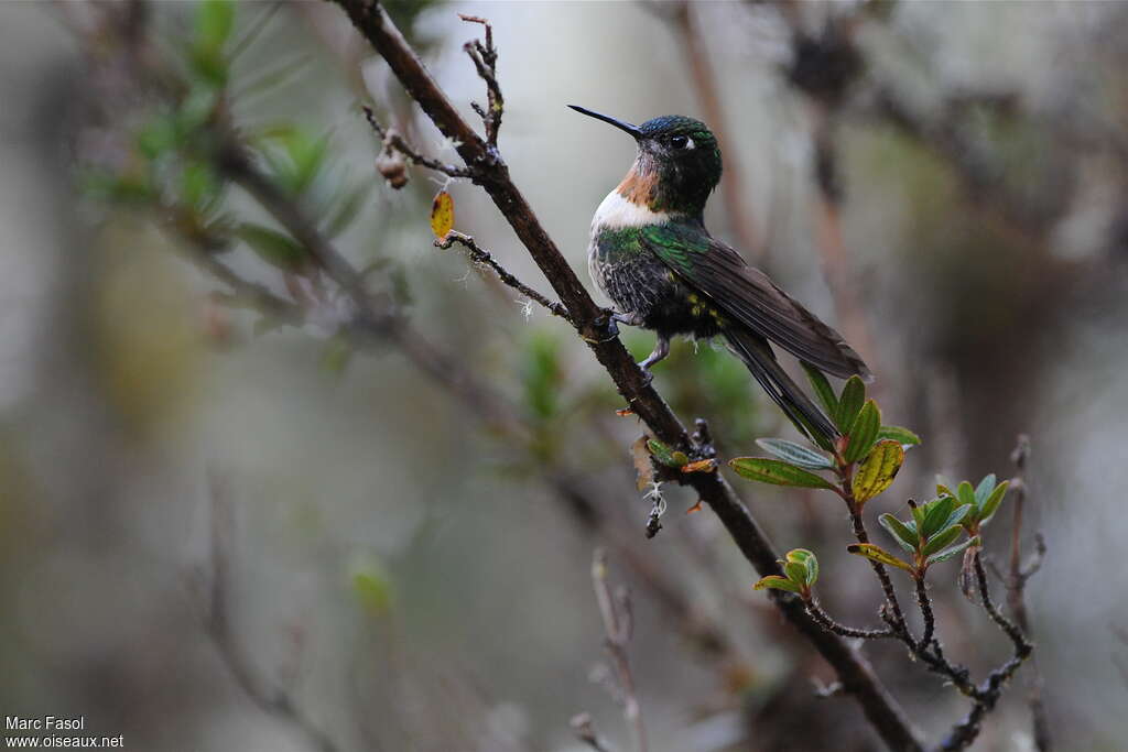 Amethyst-throated Sunangel