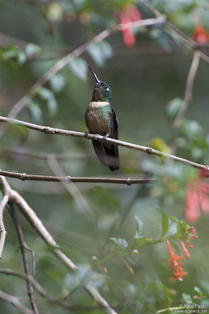 Amethyst-throated Sunangel