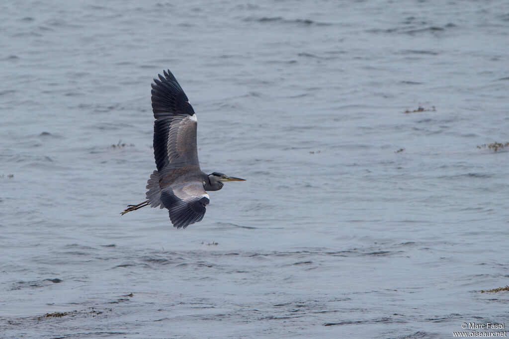 Grey Heronadult, Flight
