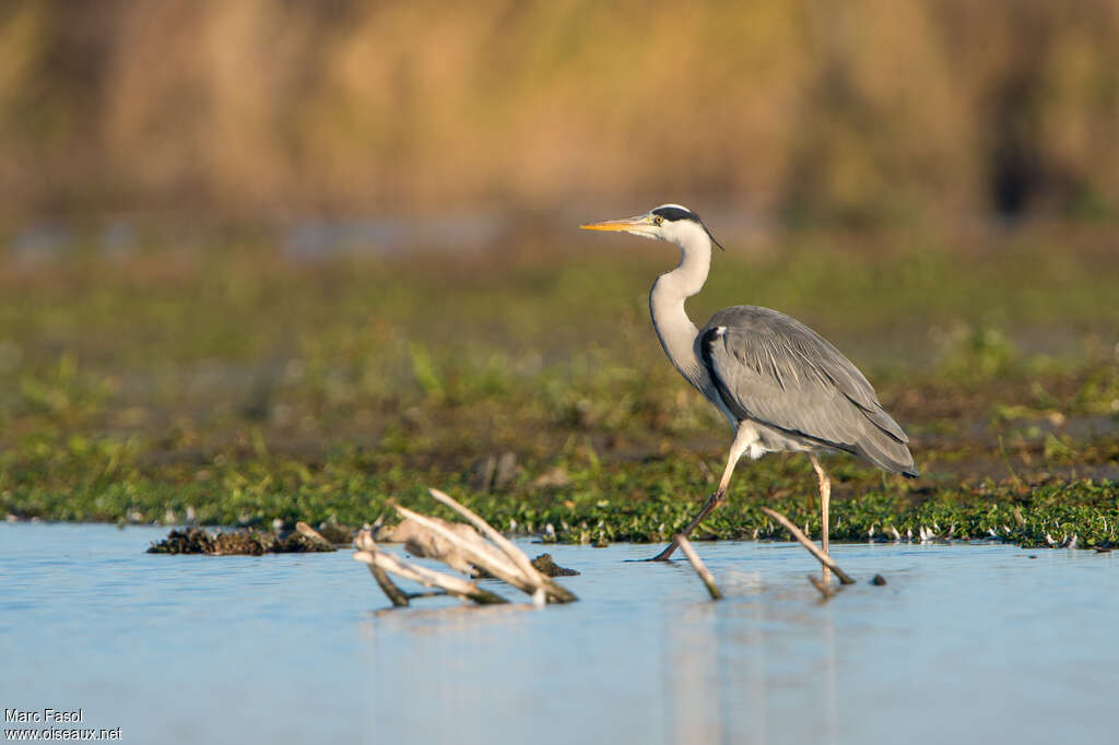 Grey Heronadult transition, walking