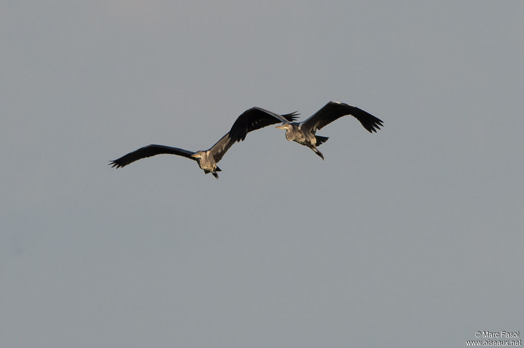 Grey Heron, Flight