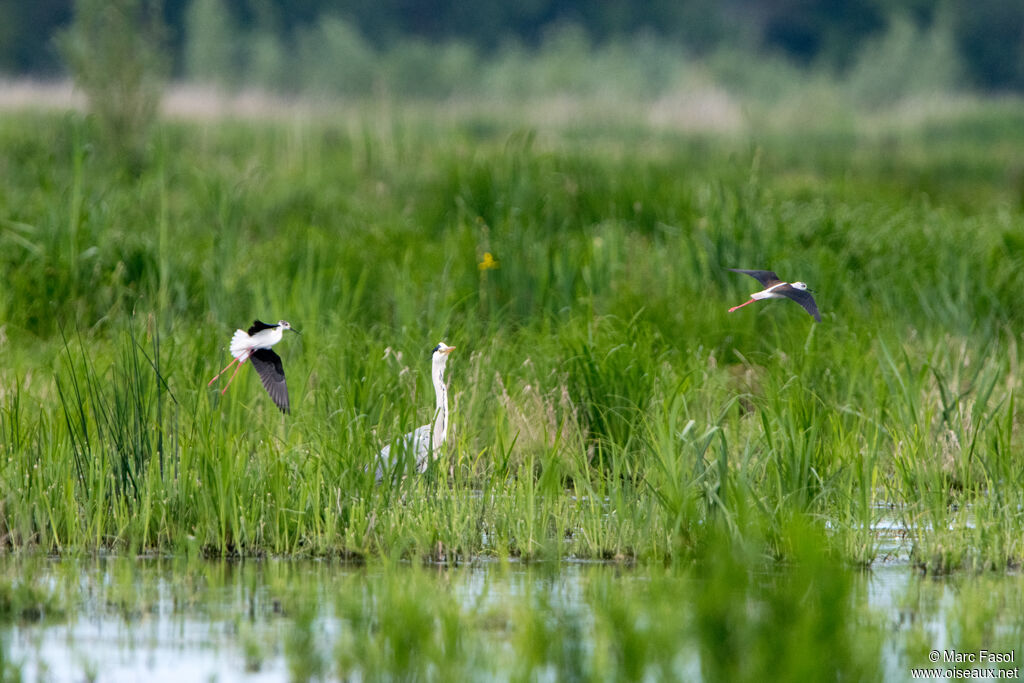 Grey Heron, habitat