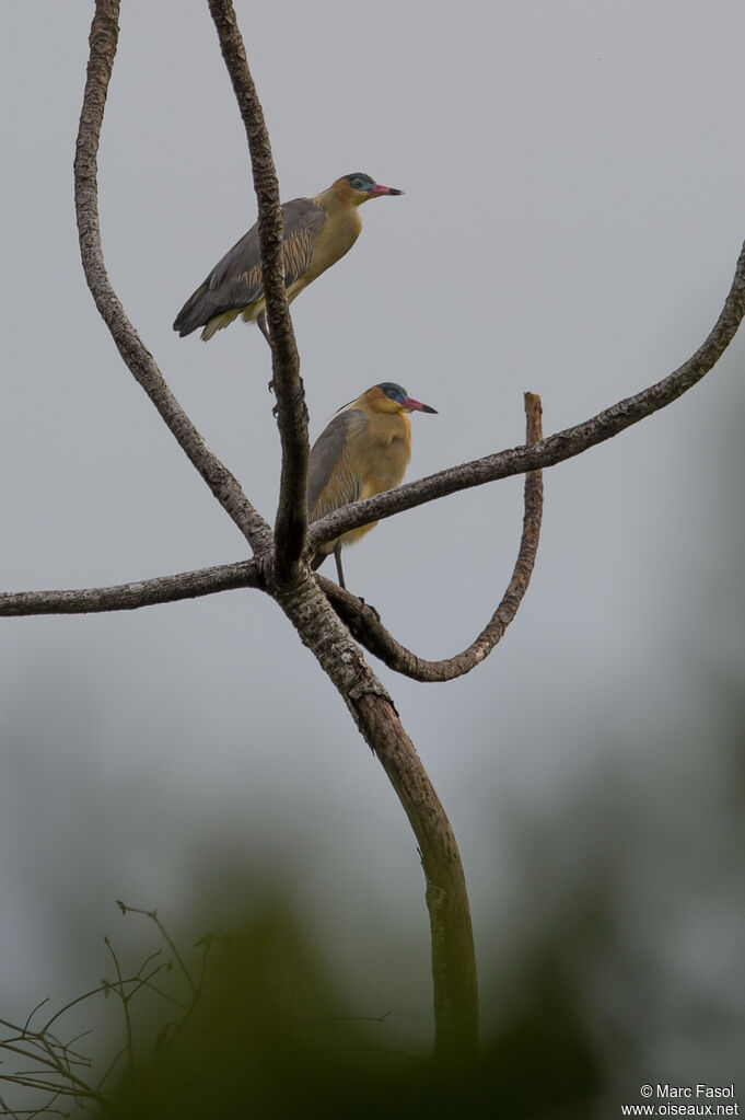 Whistling Heronadult