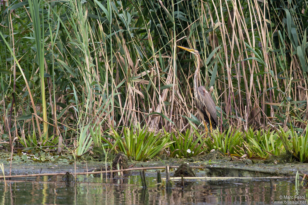 Héron pourpréadulte, identification, camouflage