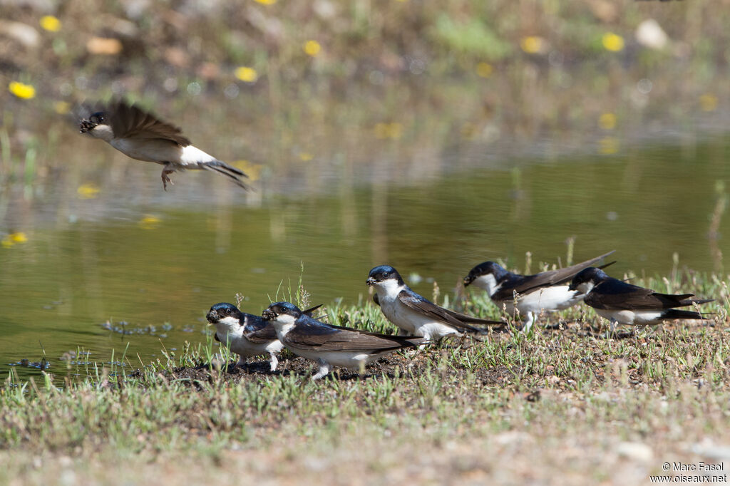 Western House Martin, Flight, Reproduction-nesting