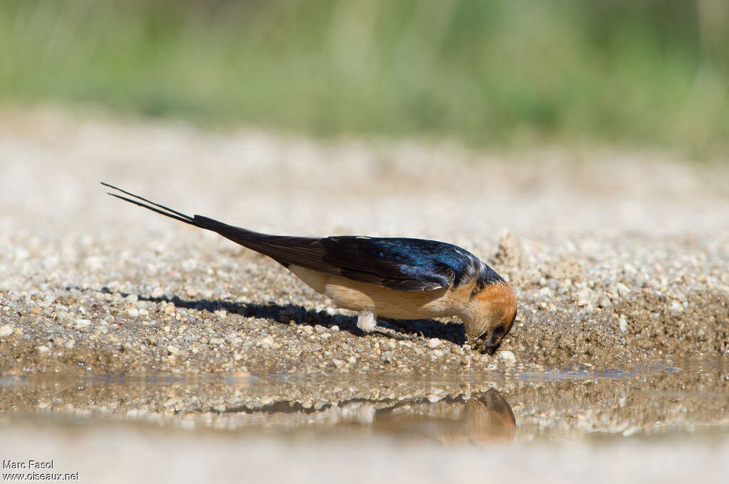 European Red-rumped Swallowadult breeding, identification, Reproduction-nesting