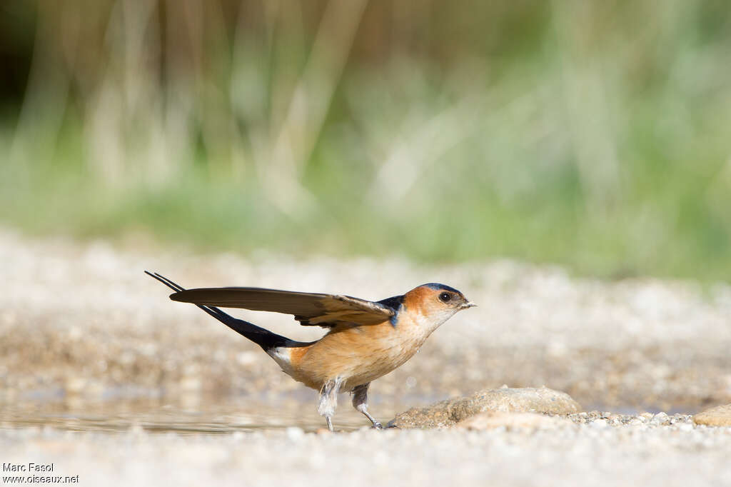 European Red-rumped Swallow male adult breeding, Reproduction-nesting, Behaviour