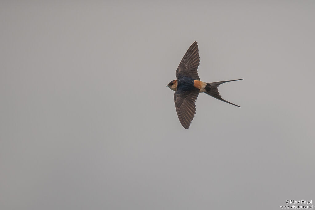 European Red-rumped Swallowadult, Flight