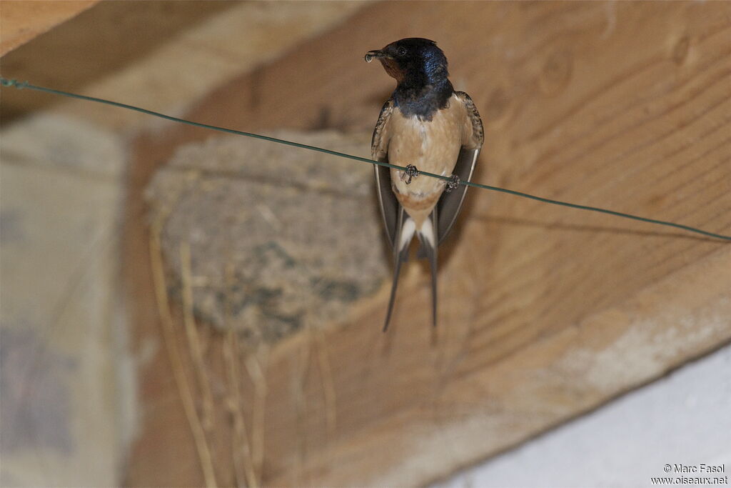 Hirondelle rustiqueadulte nuptial, identification, Nidification