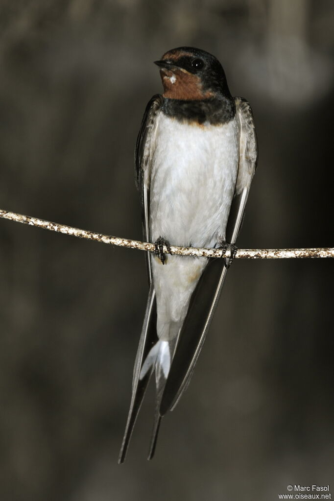 Hirondelle rustiqueadulte nuptial, identification, Nidification