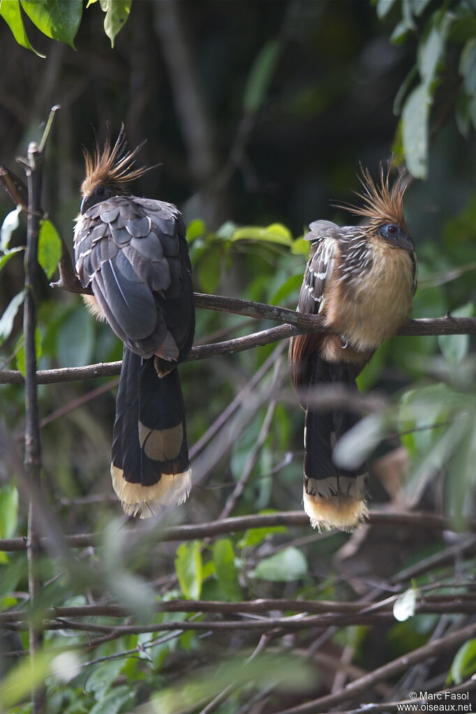 Hoatzin adult breeding, identification
