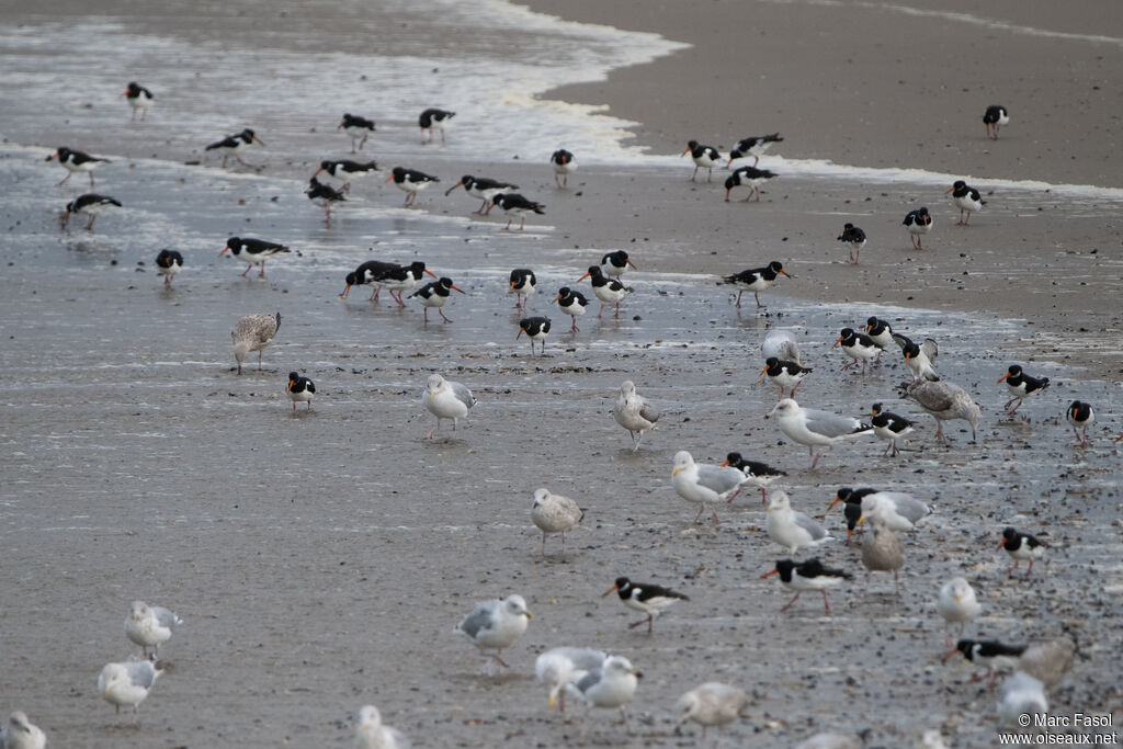 Eurasian Oystercatcher, fishing/hunting, eats