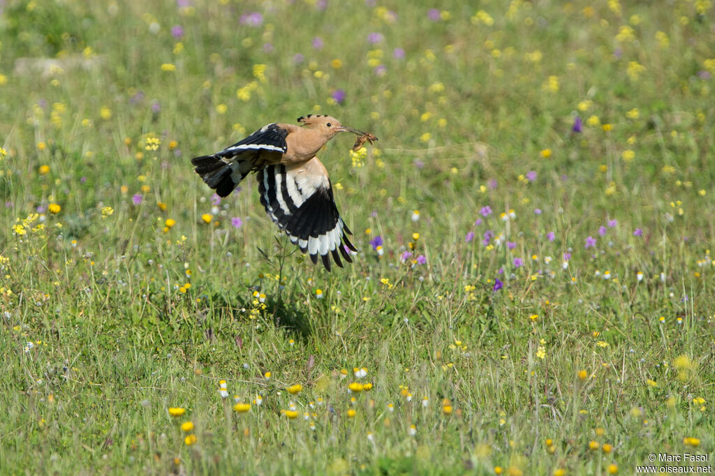 Huppe fasciéeadulte, identification, Vol, pêche/chasse, Nidification