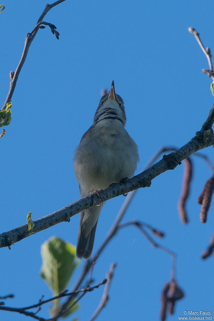 Booted Warbler male adult breeding, identification, song