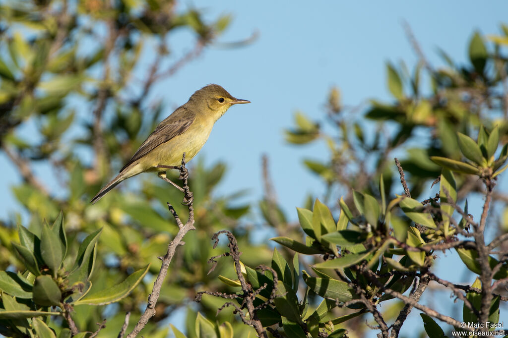 Hypolaïs polyglotteadulte, identification