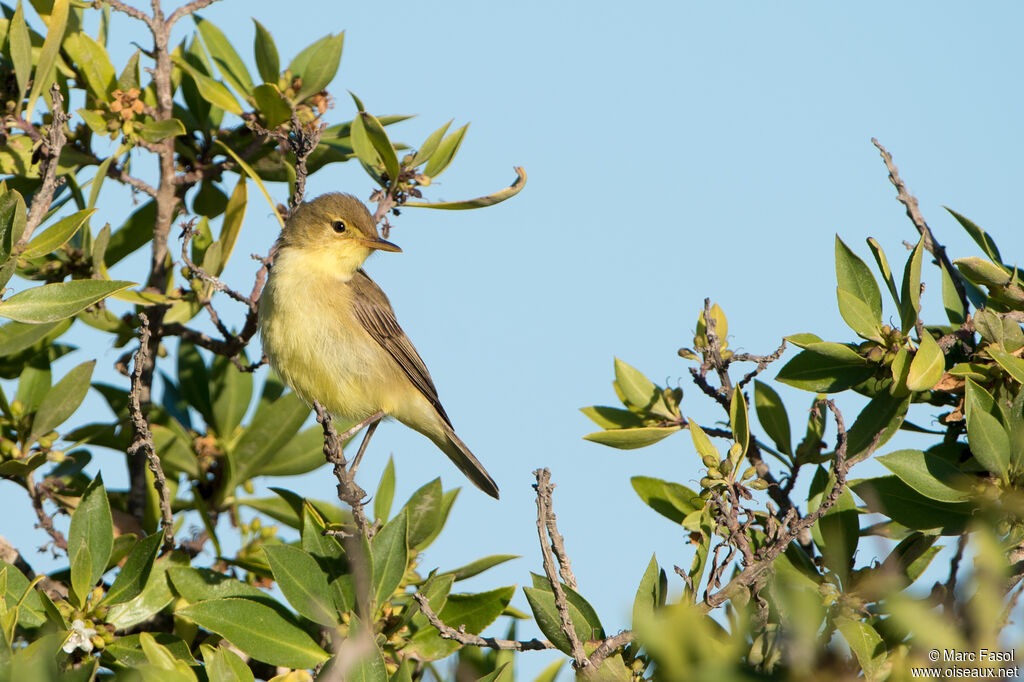 Hypolaïs polyglotteadulte, identification