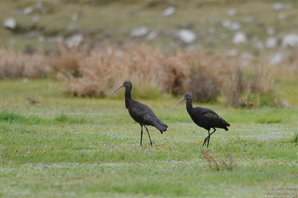 Ibis de Ridgway adulte, identification