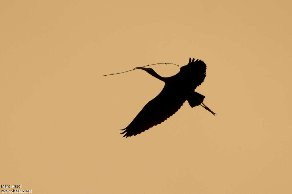 Glossy Ibisadult, Flight, Reproduction-nesting