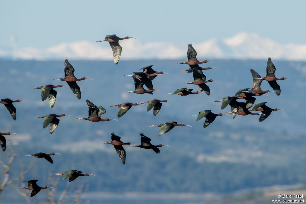 Ibis falcinelle, Vol
