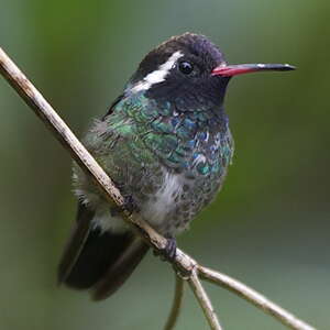 Colibri à oreilles blanches