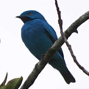 Cotinga des Maynas