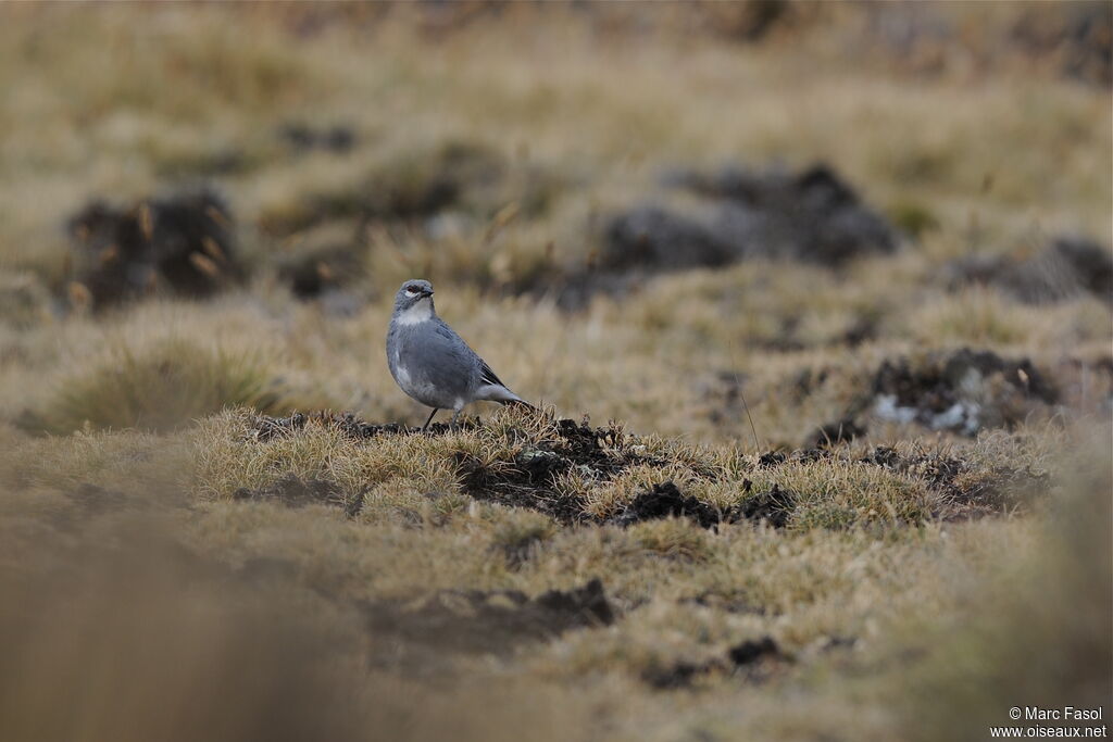 Glacier Finch
