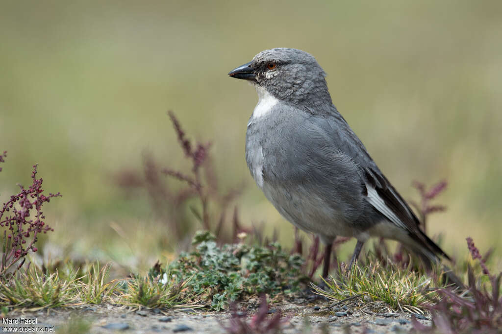 Glacier Finch