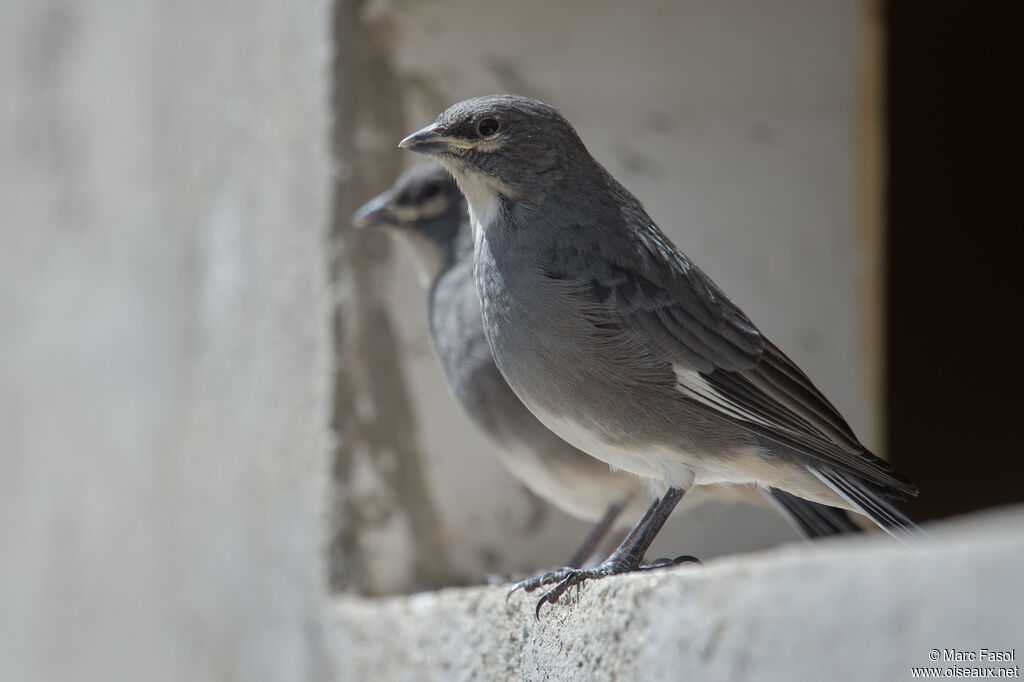 Glacier Finch