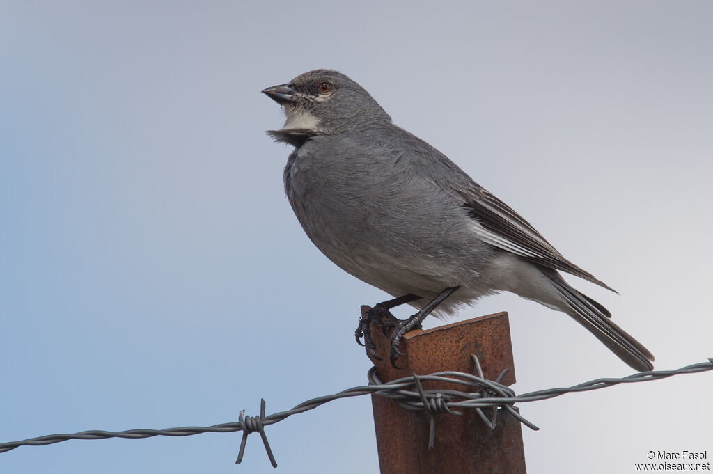 Glacier Finch