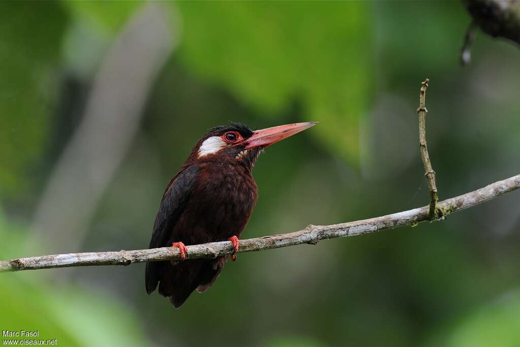 Jacamar oreillardadulte, portrait