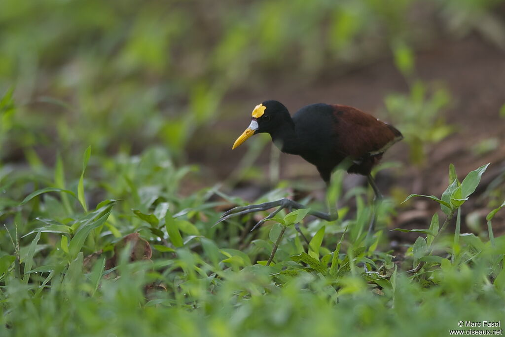 Jacana du Mexiqueadulte, identification, Comportement