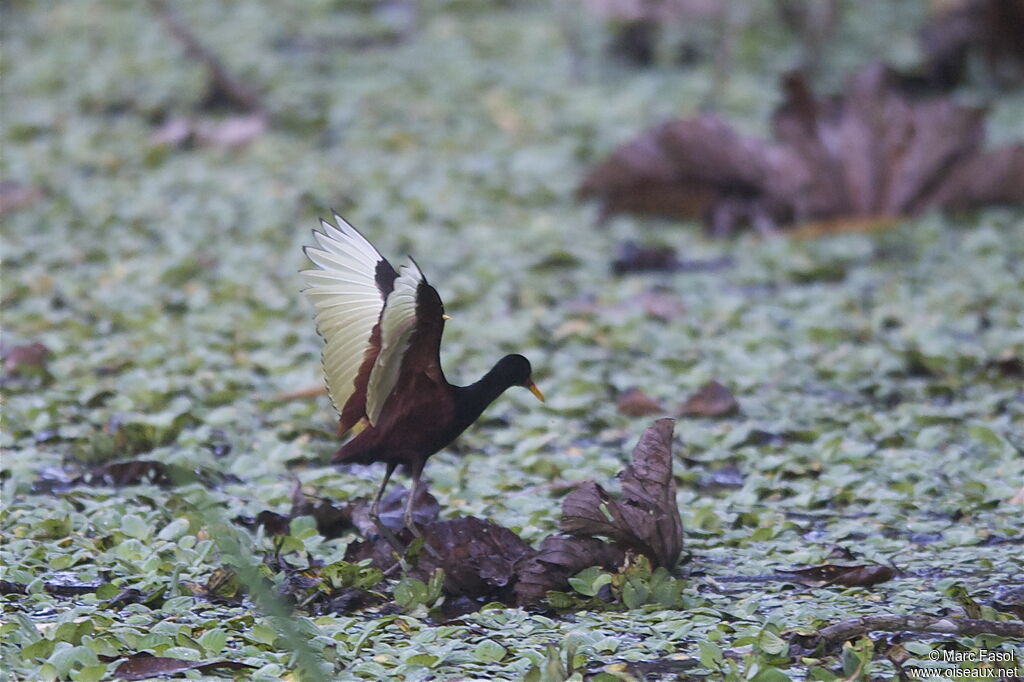 Jacana noiradulte, identification, Vol, Comportement