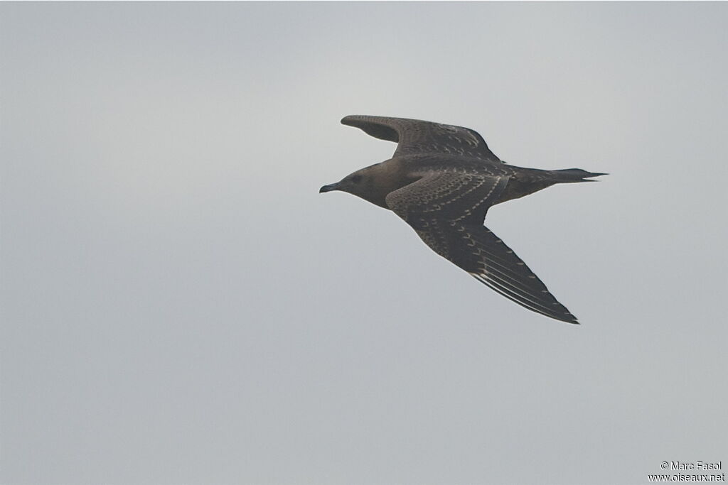 Parasitic JaegerFirst year, Flight