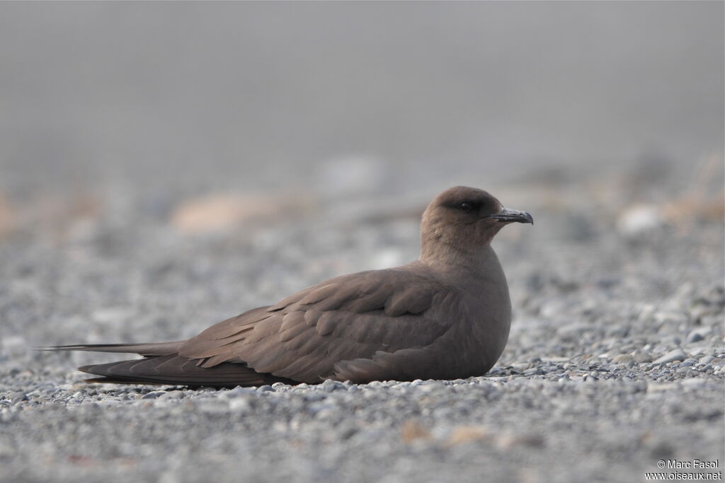 Parasitic Jaegeradult breeding, identification