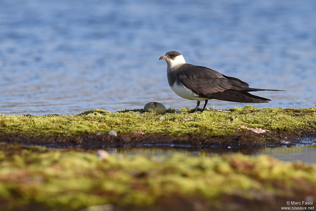 Parasitic Jaegeradult breeding, identification, Behaviour