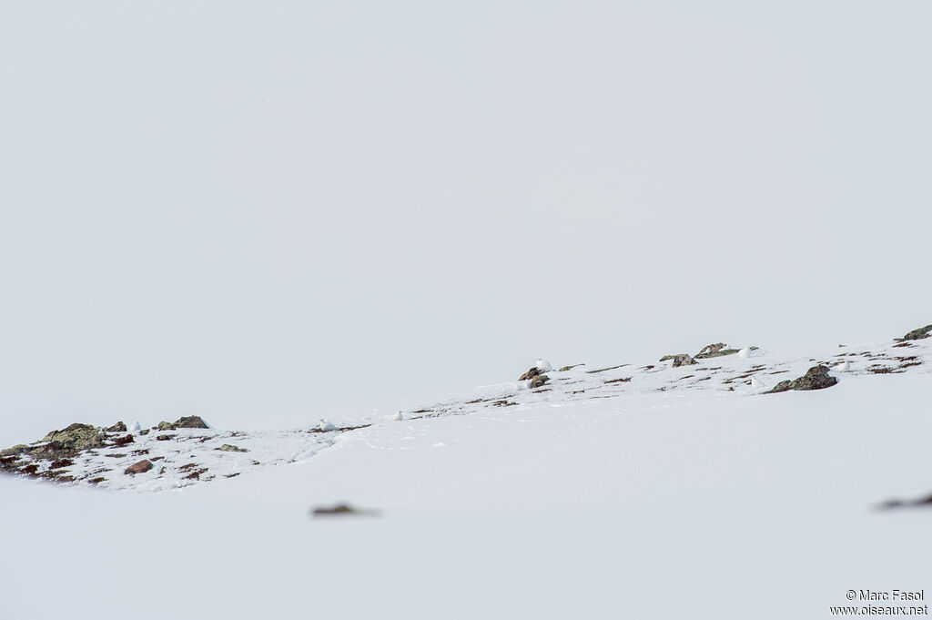 Lagopède alpin, habitat, camouflage